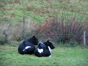 Regionaal Natuurpark Boucles de la Seine Normande - Koeien in een weiland