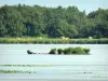 Regionaal Natuurpark van de Brenne - Blizon vijver en bomen op de achtergrond