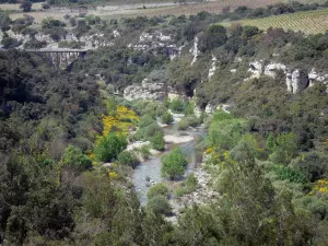 Regionaal Natuurpark van Haut-Languedoc - Rivier omzoomd met bomen, bloeiende brem, rotswanden en wijngaarden