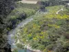 Regionaal Natuurpark van Haut-Languedoc - River, struiken, bomen en bloeiende brem