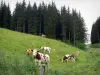 Regionaal Natuurpark van Hoge-Jura - Pasture (begrazing) met koeien en bomen (bomen)