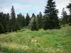 Regionaal Natuurpark van Hoge-Jura - Pasture (begrazing) met wilde bloemen en bomen (bomen)