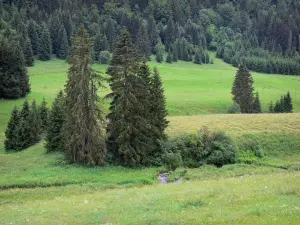 Regionaal Natuurpark van Hoge-Jura - Weilanden (weilanden) en spar (boom)