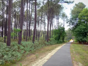 Regionaal Natuurpark Les Landes de Gascogne - Kleine weg door het bos van de Landes dennen