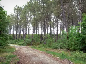 Regionaal Natuurpark Les Landes de Gascogne - Door bomen omzoomde weg