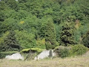 Regionaal Natuurpark Loire-Anjou-Touraine - Stenen muur bedekt met vegetatie, bomen