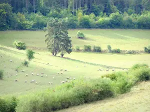 Regionaal Natuurpark Lotharingen - Kudde schapen in een weiland, aan de rand van het bos