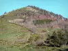 Regionaal Natuurpark van de Monts d'Ardèche - Weiden en bomen