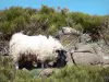 Regionaal Natuurpark van de Monts d'Ardèche - Ram met zwarte kop en wit lichaam