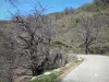 Regionaal Natuurpark van de Monts d'Ardèche - Bomen omzoomde weg