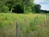 Regionaal Natuurpark van Morvan - Sluiting van het veld, weide bloemen en bomen