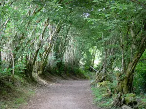 Regionaal Natuurpark van Morvan - De met bomen omzoomde weg