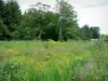 Regionaal Natuurpark van Morvan - Wilde bloemen en bomen