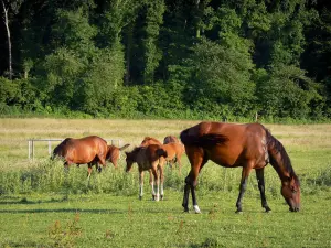 Regionaal Natuurpark van Perche - Paarden in een weide