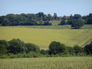 Regionaal Natuurpark van Perche - Een mix van velden en bomen