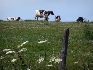 Regionaal Natuurpark van Perche - Koeien in een weide in bloei