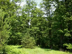 Regionaal Natuurpark van Perche - Bomen in een bos