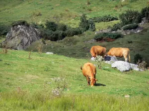 Regionaal Natuurpark van de Pyreneeën van de Ariège - Koeien in de bergen weide (bergen)