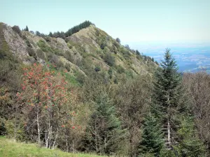 Regionaal Natuurpark van de Pyreneeën van de Ariège - Top van Portel, bomen op de voorgrond