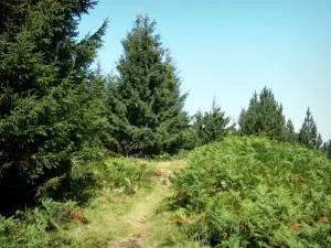 Regionaal Natuurpark van de Pyreneeën van de Ariège - Top van Portel pad, bomen en varens