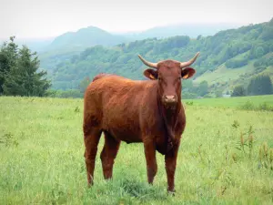 Regionaal Natuurpark van de vulkanen van Auvergne - Valley Cheylade: koeien in de wei
