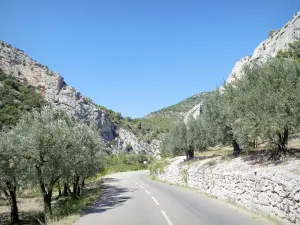Regionale Naturpark Baronnies Provençales - Von Olivenbäumen und Felswänden gesäumte Straße in den Schluchten von Ubrieux