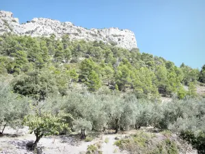 Regionale Naturpark Baronnies Provençales - Von Bäumen gesäumte Felswand in den Schluchten von Ubrieux