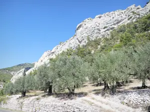 Regionale Naturpark Baronnies Provençales - Felswände mit Blick auf Olivenhaine in den Schluchten von Ubrieux