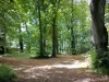 Regionale Natuurpark van de Frans Vexin - Een wandeling in het bos