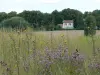 Regionale Natuurpark van de Frans Vexin - Wilde bloemen in een veld, huis en bomen