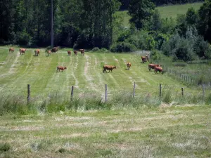 Regionale Natuurpark Périgord-Limousin - Koeien in een weiland en bomen