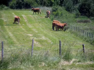 Regionale Natuurpark Périgord-Limousin - Koeien in een weiland