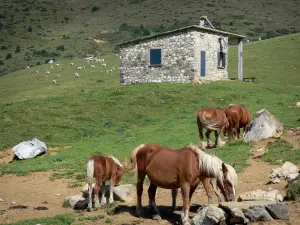 Regionaler Naturpark der Ariège Pyrenäen - Pferde, Berghäuschen aus Stein, Almweide und Kuhherde im Hintergrund