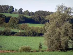 Regionaler Naturpark des Avesnois - Wiesen, Hecke und Bäume (Bocage)