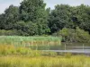 Regionaler Naturpark Brenne - Teich, Schilfrohr (Schilfe), feuchte Heide und Bäume