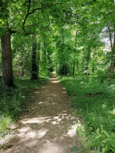 Regionaler Naturpark Französischer Vexin - Weg durch den Wald