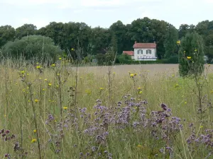 Regionaler Naturpark Französischer Vexin - Wildblumen in einem Feld, Haus und Bäumen