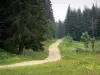 Regionaler Naturpark des Haut-Jura - Weg gesäumt von Feldblumen und Tannen (Bäume