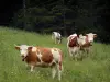 Regionaler Naturpark des Haut-Jura - Kühe in einer Wiese (Alm)