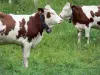 Regionaler Naturpark des Haut-Jura - Zwei Montbéliard Kühe versehen mit Glocken