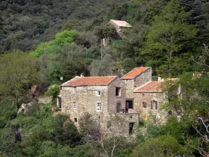 Regionaler Naturpark des Haut-Languedoc - Häuser aus Stein inmitten des Waldes (Bäume)