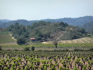 Regionaler Naturpark des Haut-Languedoc - Feld mit Weinreben und kleine Hütte