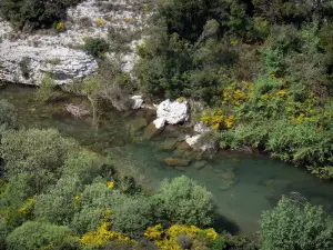 Regionaler Naturpark des Haut-Languedoc - Fluss umgeben mit Sträuchern, blühender Ginster