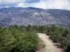 Regionaler Naturpark der katalanischen Pyrenäen - Weg gesäumt von Bäumen