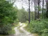 Regionaler Naturpark der Landes de Gascogne - Weg gesäumt von Bäumen