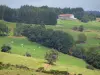 Regionaler Naturpark Livradois-Forez - Berge des Forez: Wiesen bestreut mit Bäumen, Kuhherde, Bauernhaus aus Stein und Wald überragend die Gesamtheit