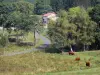 Regionaler Naturpark Livradois-Forez - Kühe in einer Weide, Strasse gesäumt von Bäumen und Häusern
