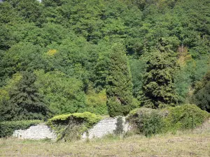 Regionaler Naturpark Loire-Anjou-Touraine - Mauer aus Stein bedeckt mit Vegetation, Bäume