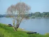 Regionaler Naturpark Loire-Anjou-Touraine - Hohe Gräser, Baum, Barken, Fluss (die Loire) und gegenüber liegendes Ufer mit Bäumen (Tal  Loire)