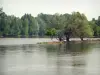 Regionaler Naturpark Loire-Anjou-Touraine - Fluss (die Loire) und Bäume am Rande des Wassers (Tal Loire)